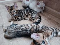 Бенгальская, леопардовая, кошка