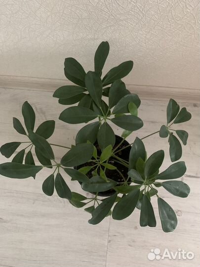 Шефлера молодая