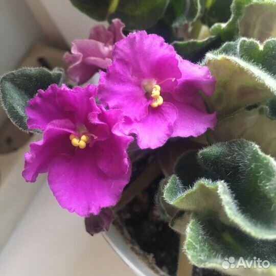 Сортовые фиалки