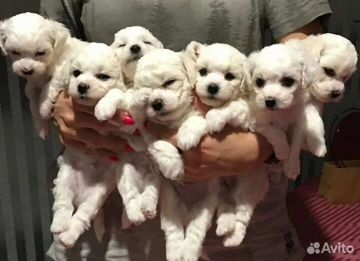 Щенки бишон фризе-мини антидепрессанты