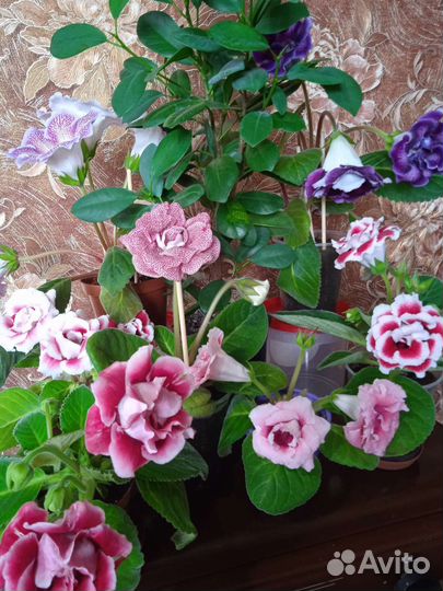 Глоксинии, листы на срез