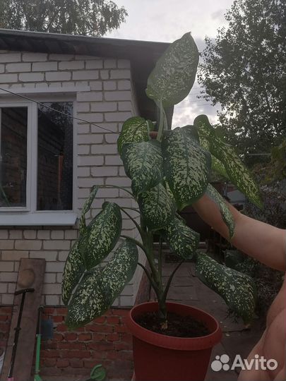 Диффенбахия 1.20см
