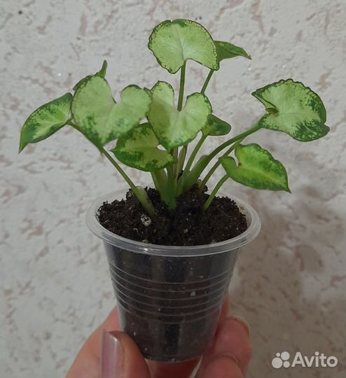 Комнатное растение Сингониум мини