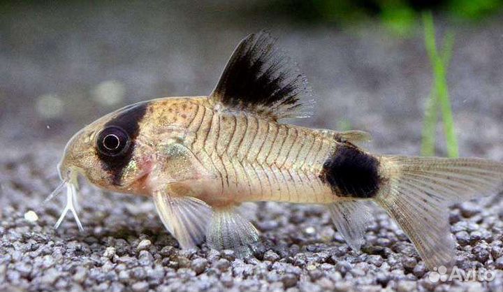 Аквариумные рыбки. Коридорасы
