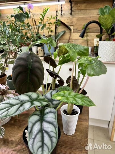 Алоказии разные