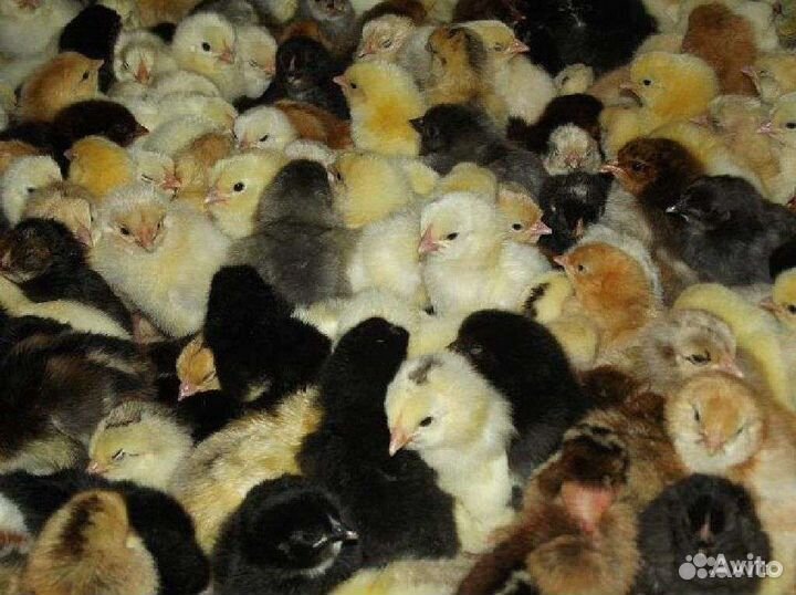Цыплята домашние,суточные, подрощенные