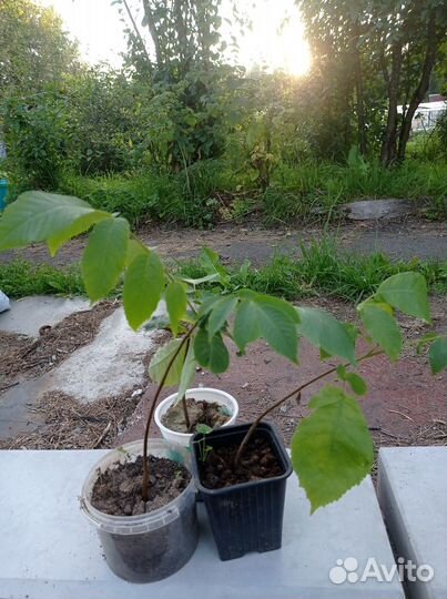 Маньчжурский орех саженцы