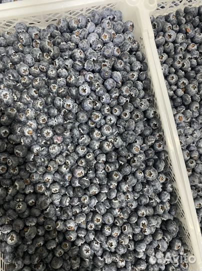 Голубика крупная