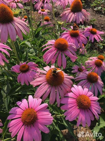 Эхинацея, лук-слизун, гайлардия