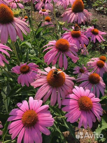 Эхинацея, лук-слизун, гайлардия