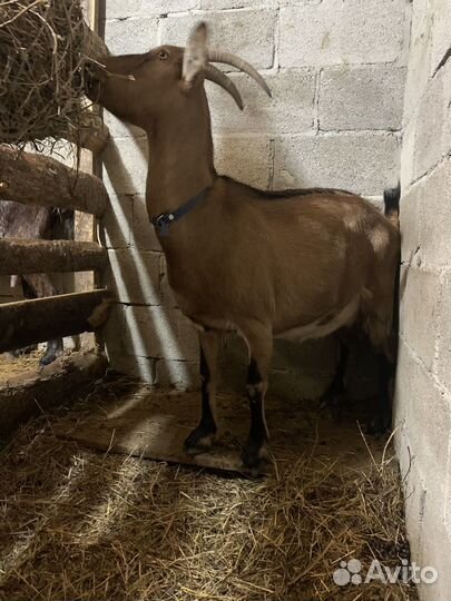 Продаю небольшое стадо коз