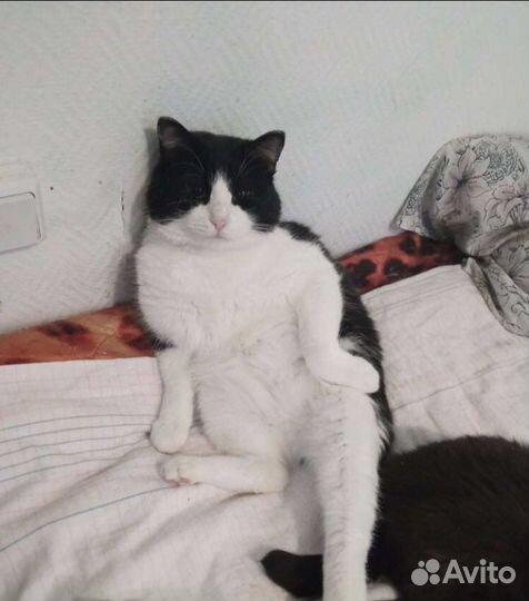 Шикарный кот