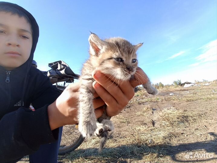 Котята в добрые руки