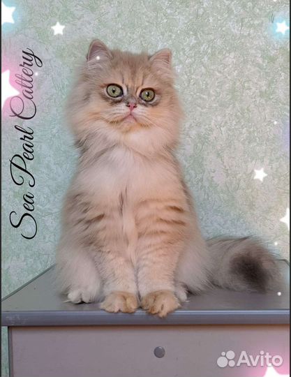 Голубое золото ау12 британец