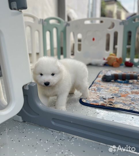 Самоед Щенки самоеда