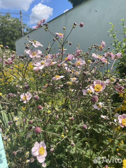 Анемона японская розовая