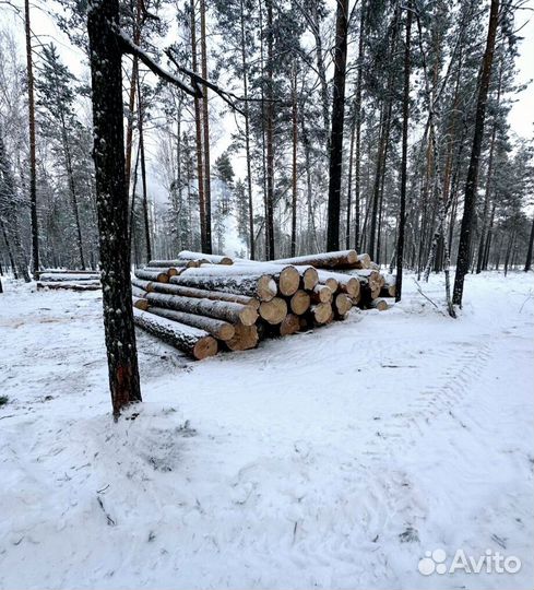 Лес кругляк