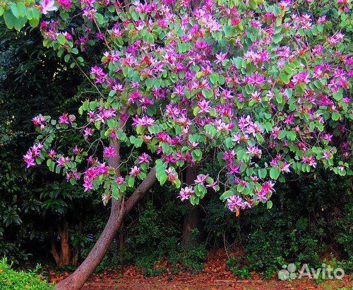 Баухиния/орхидейное дерево, комнатная, семена
