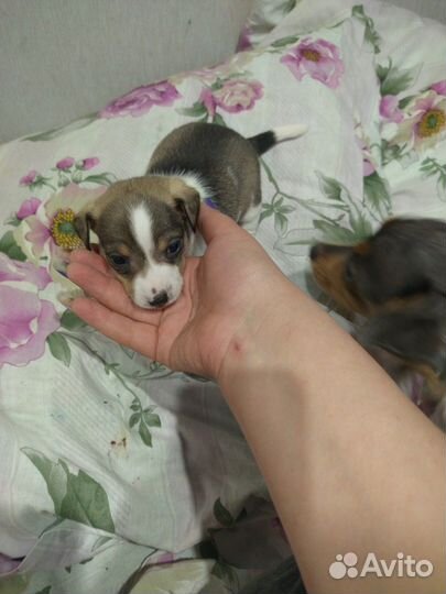 Щенки джек рассел терьер гладкошерстный