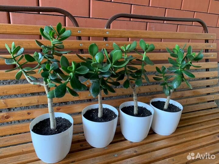 Толстянка, Крассула