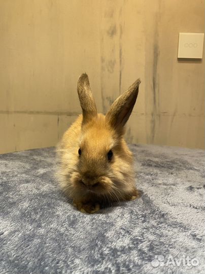 Прямоухий карликовый крольчонок