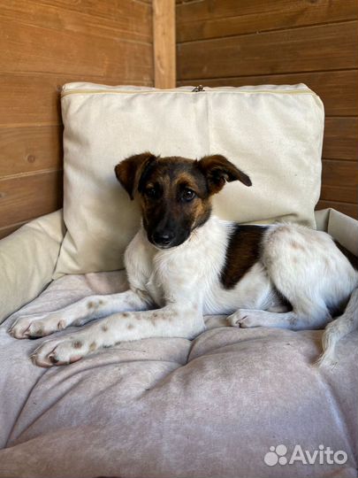 Щенок мальчик помесь курцхаара