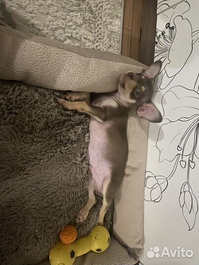 Маленькая собака