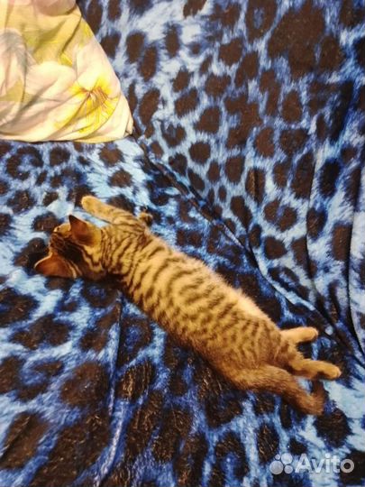 Кошка британка