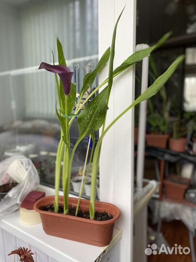 Калла цветущая