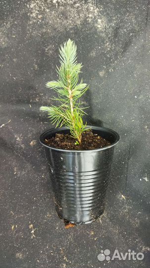 Голубая ель