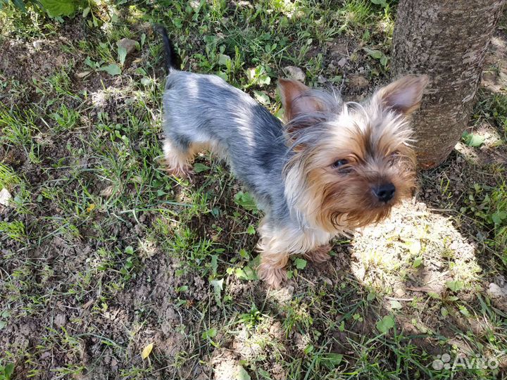 Йоркширский терьер девочка
