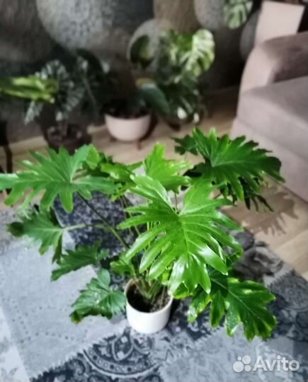 Филодендрон Селло, Selloum Шангри Ла