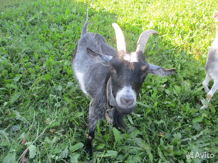 Коза дойная молочная