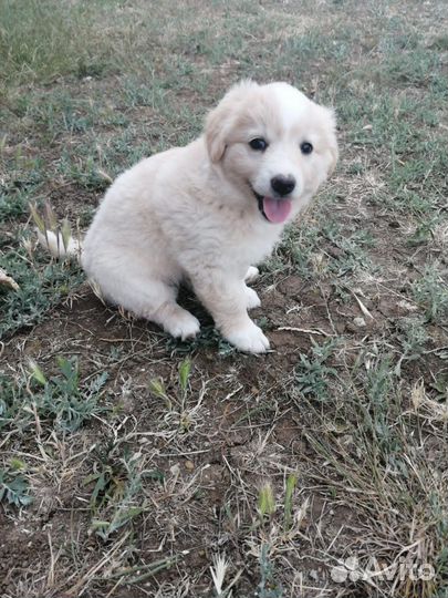 Собака (щенок) в добрые руки