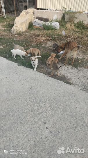 Щенки в добрые руки