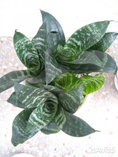 Сансевиерия Ханни