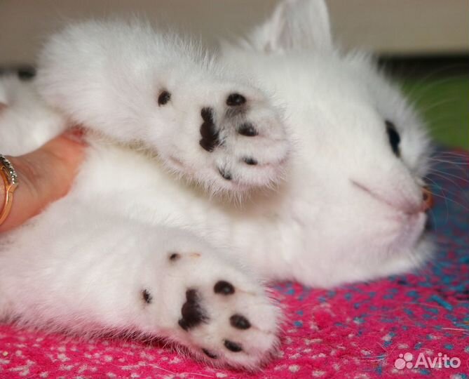 Котята британской серебристой шиншиллы