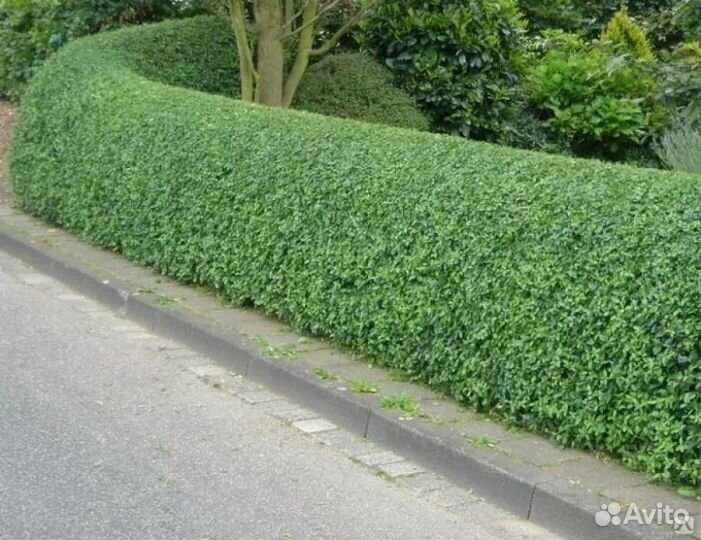 Кизильник блестящий, живая изгородь