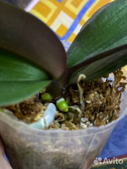 Орхидея фаленопсис