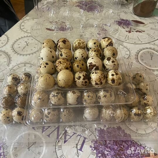 Яйца перепелиные