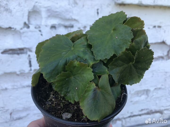 Бегония Элатиор