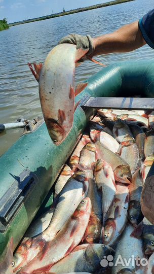 Свежая рыба оптом