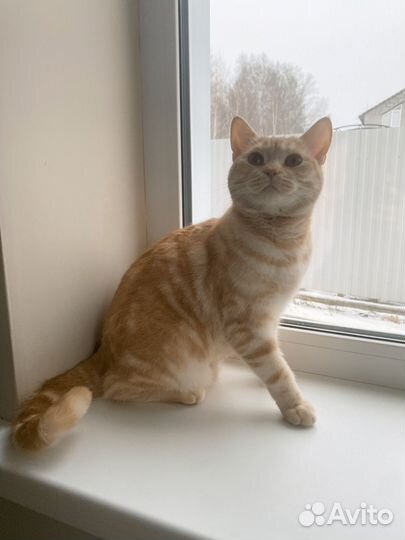 Отдам годовалую кошка шотландка