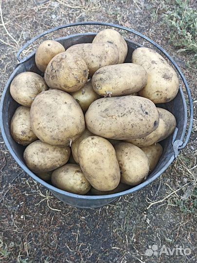 Продам картофель