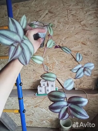 Эписция традесканция пеларгония фиалки