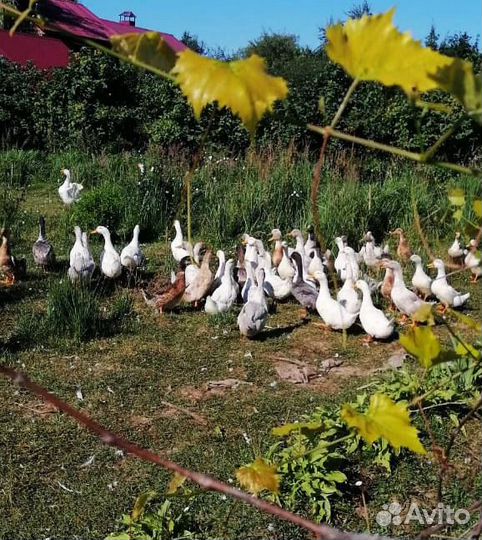 Муларды утки гуси