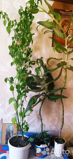 Каланхоэ и др