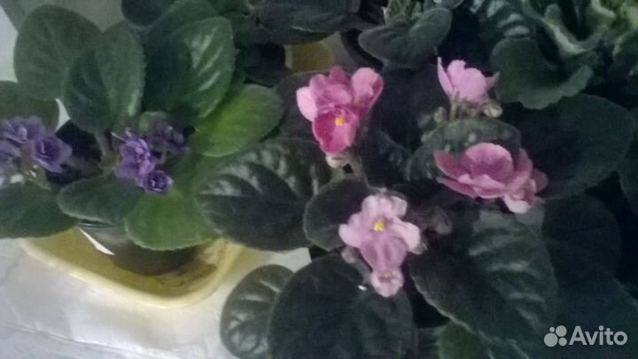 Комнатные цветы фиалки