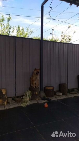 Вязка сиба ину