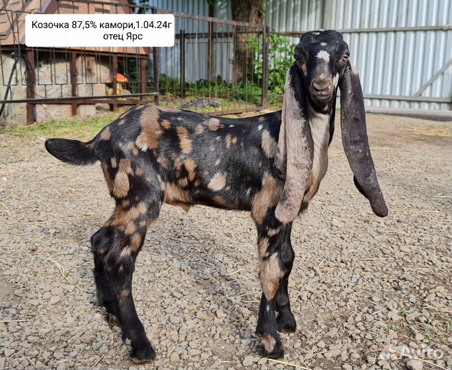 Козы камори